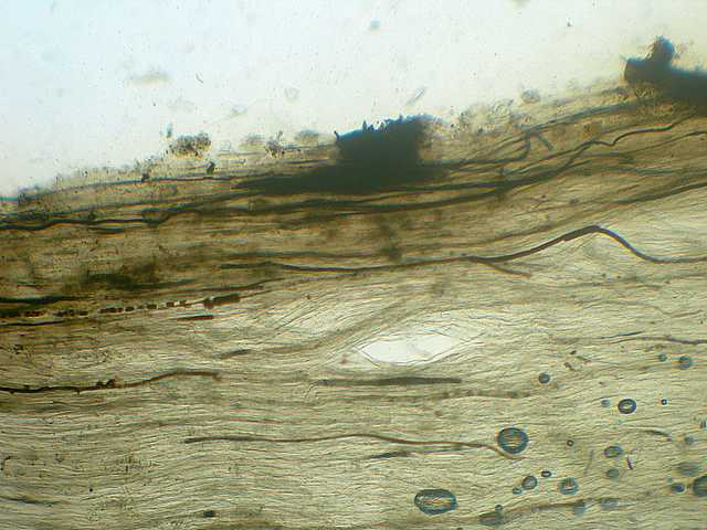 Hydropus atramentosus     (Kalchbr.)    Kotl. & Pouzar